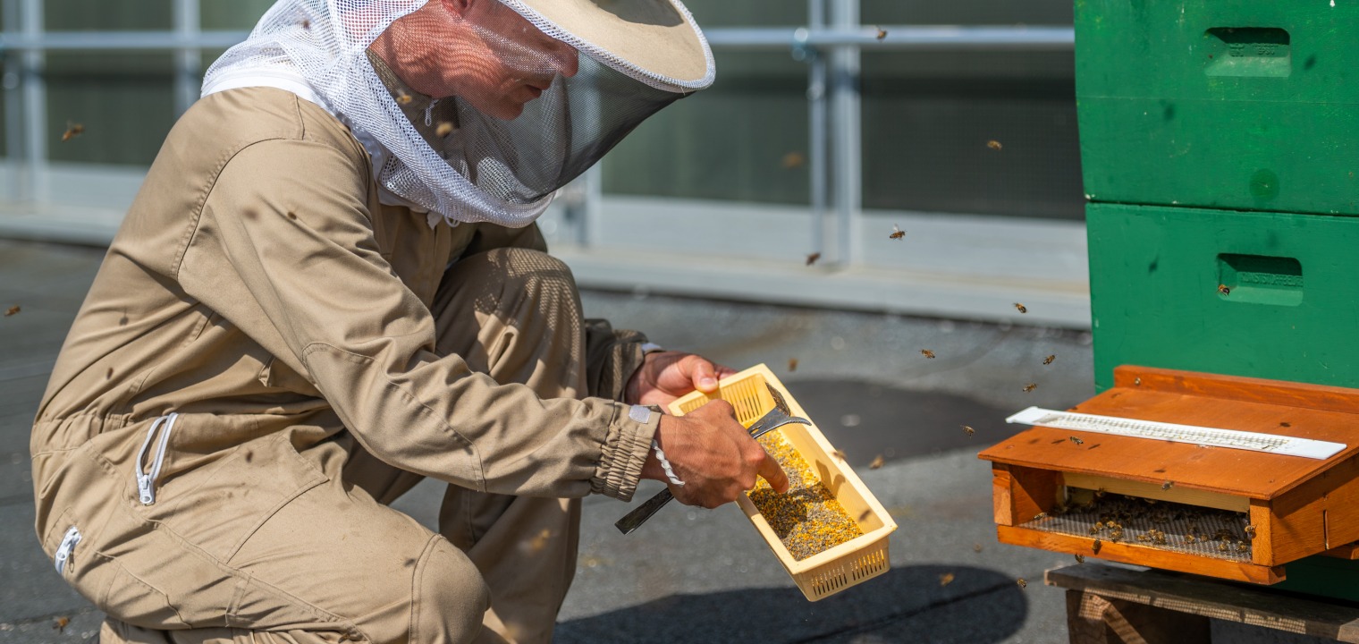 Bienen in Siemensstadt Square - Herr Buschmann zeigt in voller Imkermontur den Inhalt des Pollenfilters