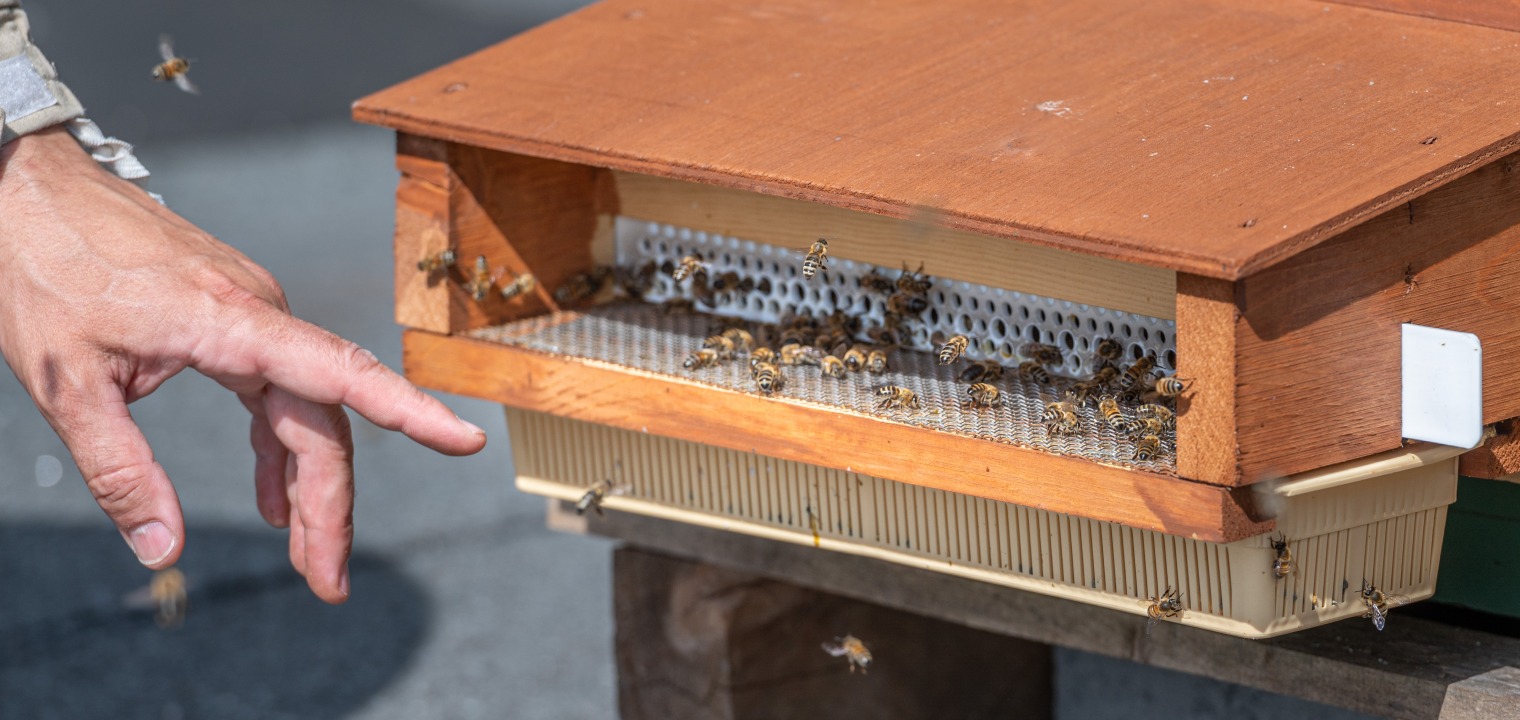 Bienen in Siemensstadt Square - Bienenstock mit Pollenfilter auf dem Dach des Schaltwerkhauses