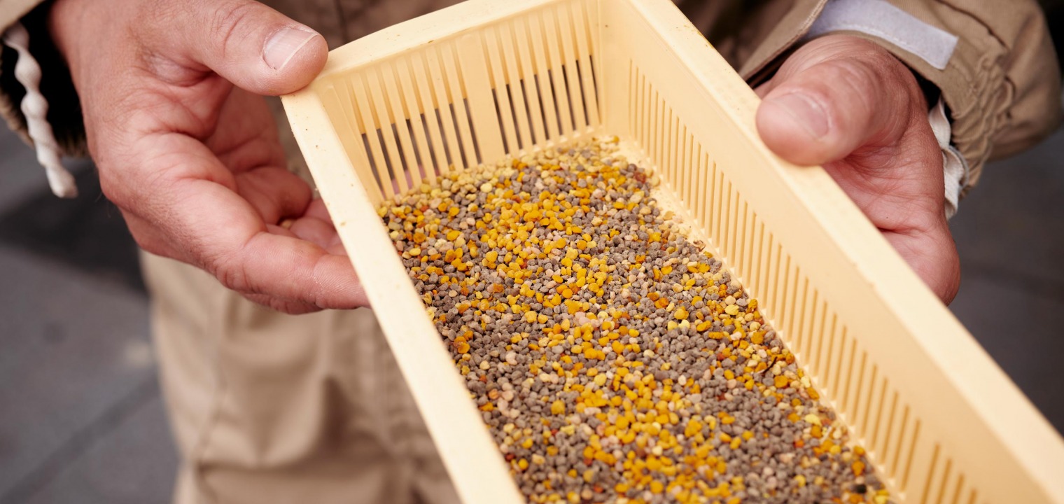 Bienen in Siemensstadt Square - Ingo Buschmann zeigt einen vollen Pollenfilter aus seinem Bienenvolk