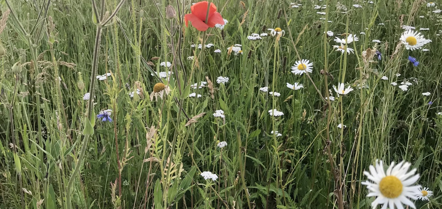 Biodiversität - Wiese mit Wildblumen