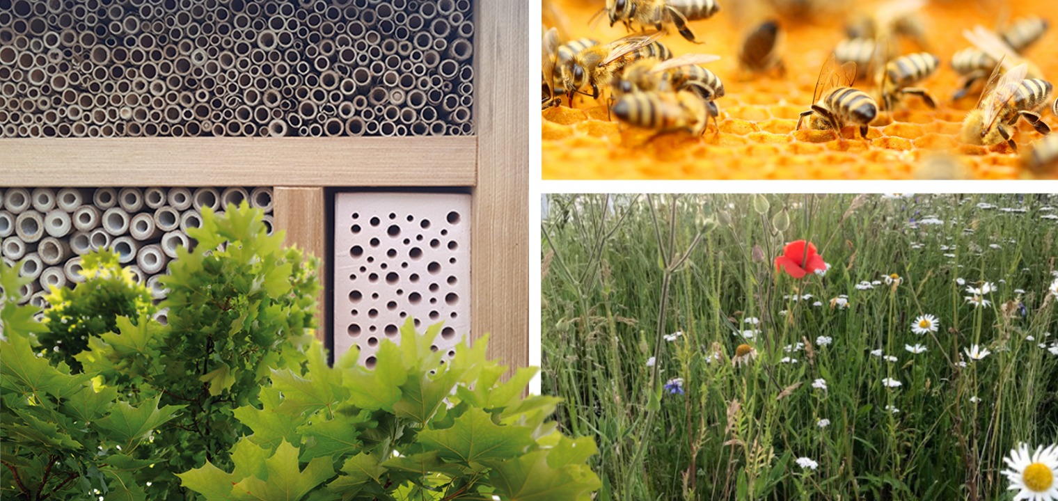 BeeOdiversity in Siemensstadt Square - Kollage mit Eindrücken von Bienen und Natur