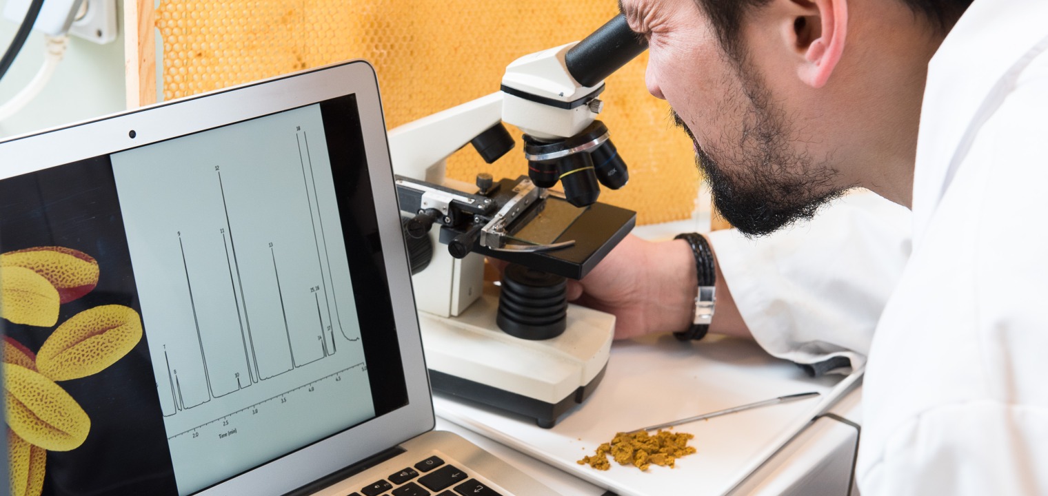 Pollenanalyse im Labor von BeeOdiversity