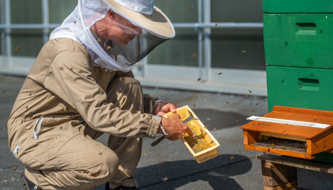 Bienen in Siemensstadt Square - Herr Buschmann zeigt in voller Imkermontur den Inhalt des Pollenfilters