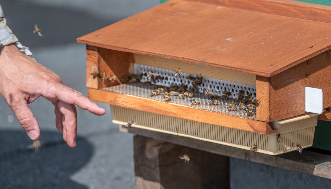 Bienen in Siemensstadt Square - Bienenstock mit Pollenfilter auf dem Dach des Schaltwerkhauses