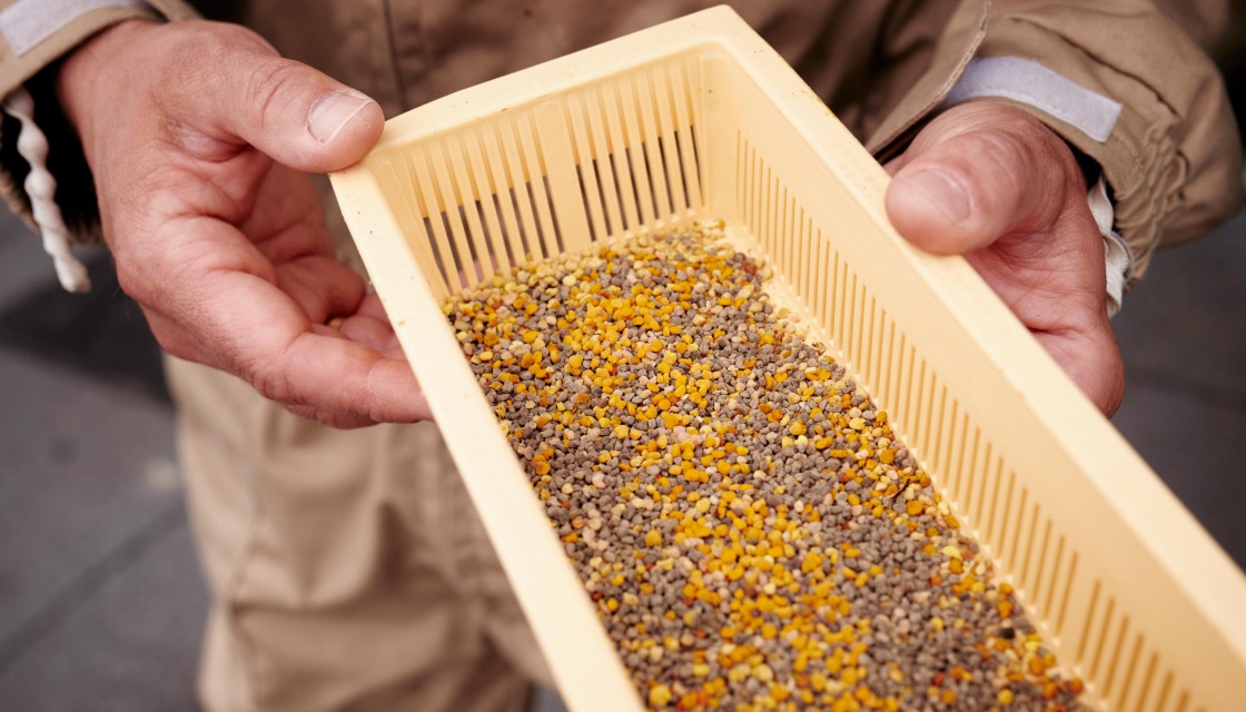 Bienen in Siemensstadt Square - Ingo Buschmann zeigt einen vollen Pollenfilter aus seinem Bienenvolk