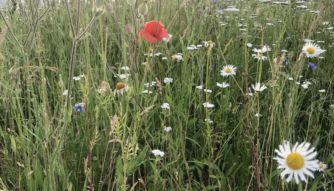 Biodiversität - Wiese mit Wildblumen