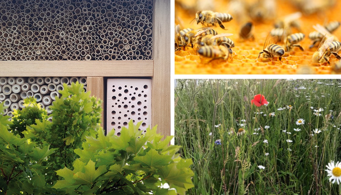 BeeOdiversity in Siemensstadt Square - Kollage mit Eindrücken von Bienen und Natur