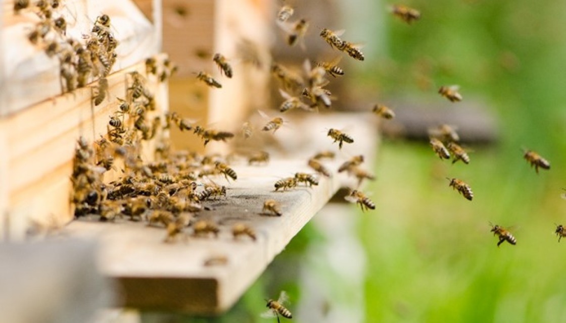 Fliegende Bienen in Aktion