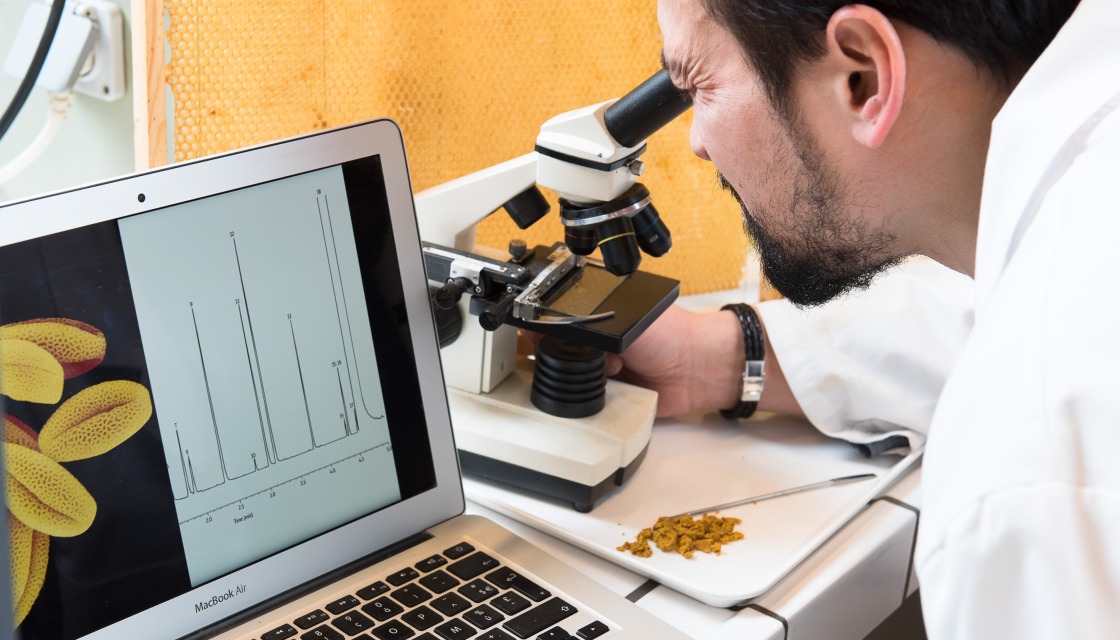 Pollenanalyse im Labor von BeeOdiversity