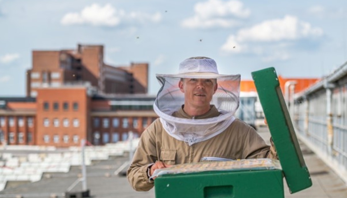 Bienen und Artenvielfalt in Berlin Siemensstadt
