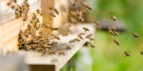 Fliegende Bienen in Aktion