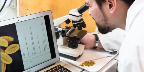 Pollen analysis in the BeeOdiversity laboratory