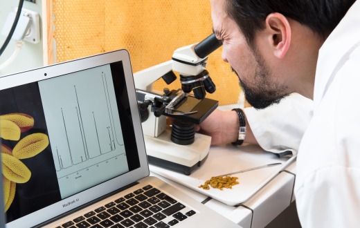 Pollenanalyse im Labor von BeeOdiversity